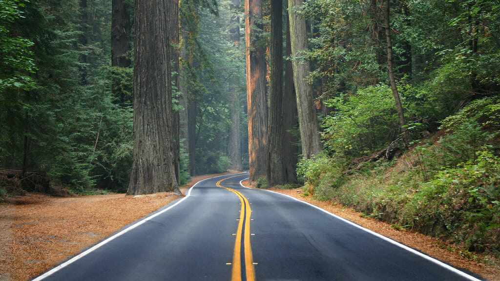 Avenue of the Giants